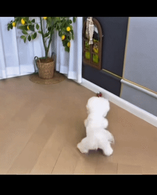 Smart Interactive Rolling Ball