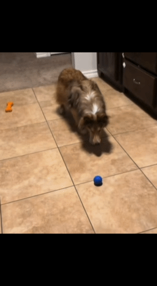 Smart Interactive Dog Toy Ball