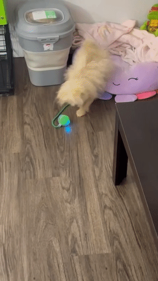 Smart Interactive Rolling Ball