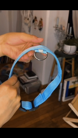 Night Safety LED Dog Collar