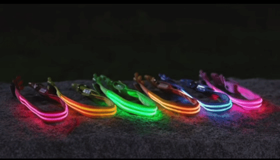 Night Safety LED Dog Collar