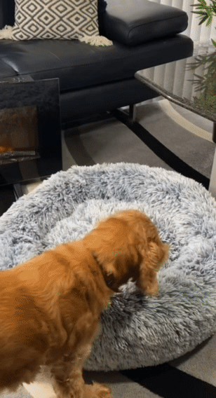 Calming Donut Bed For Dog & Cat